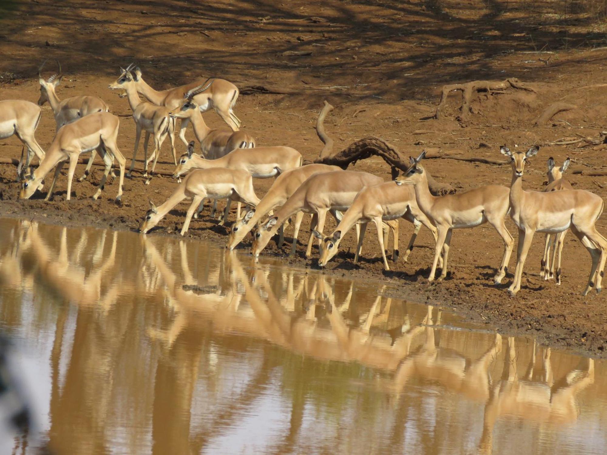 Sable Creek Safari Lodge Tzaneen Exteriér fotografie