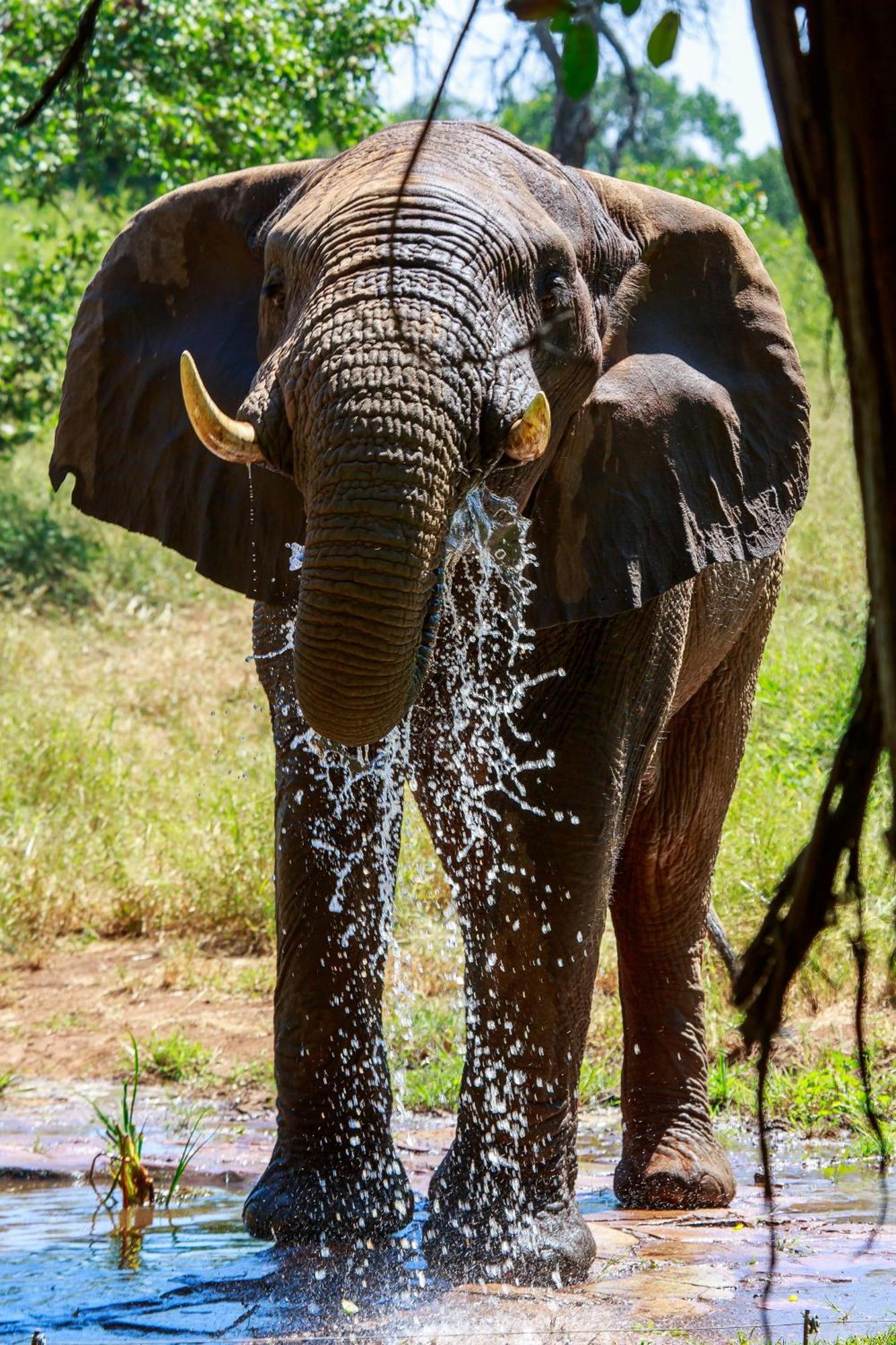 Sable Creek Safari Lodge Tzaneen Exteriér fotografie