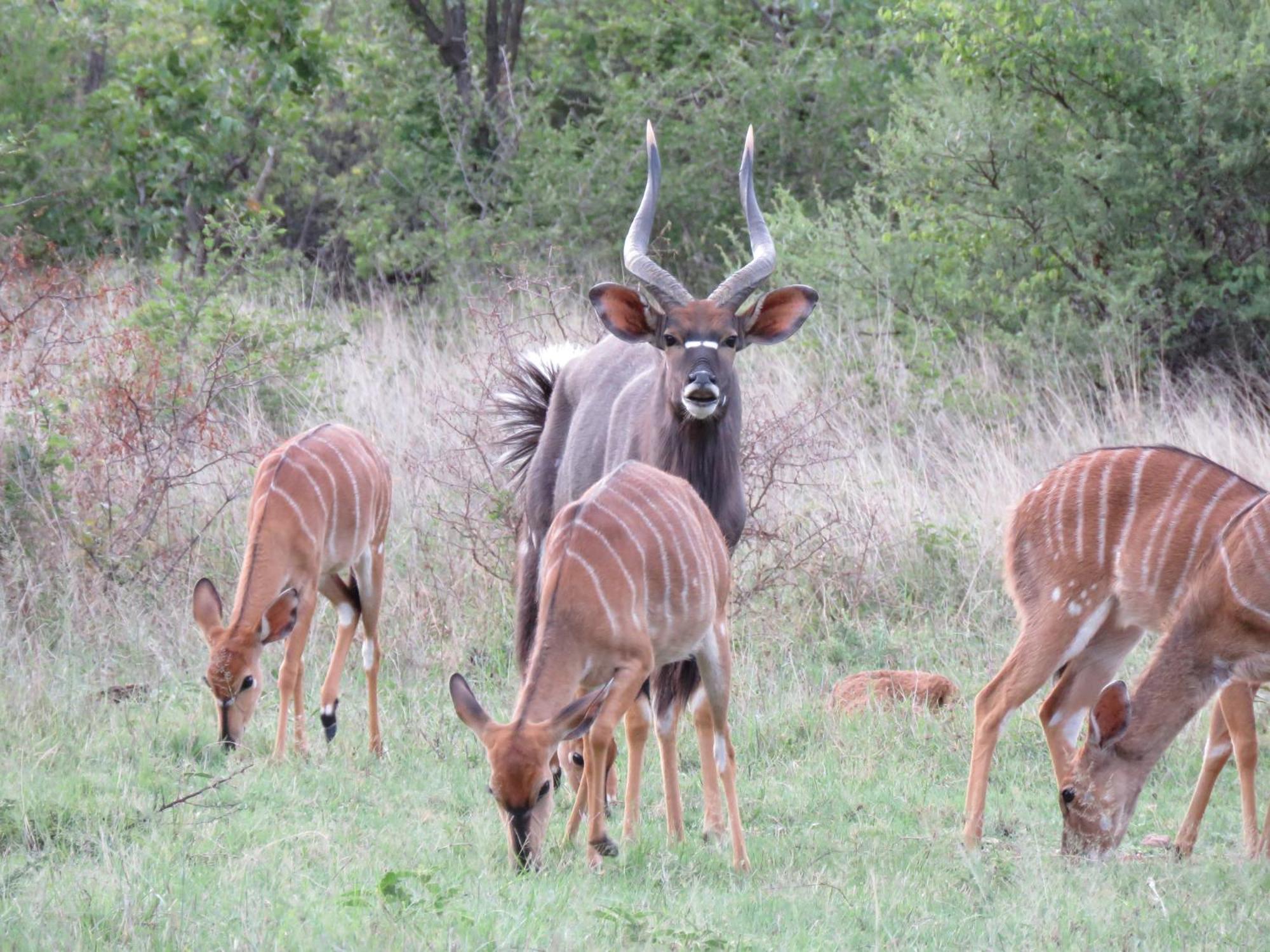 Sable Creek Safari Lodge Tzaneen Exteriér fotografie