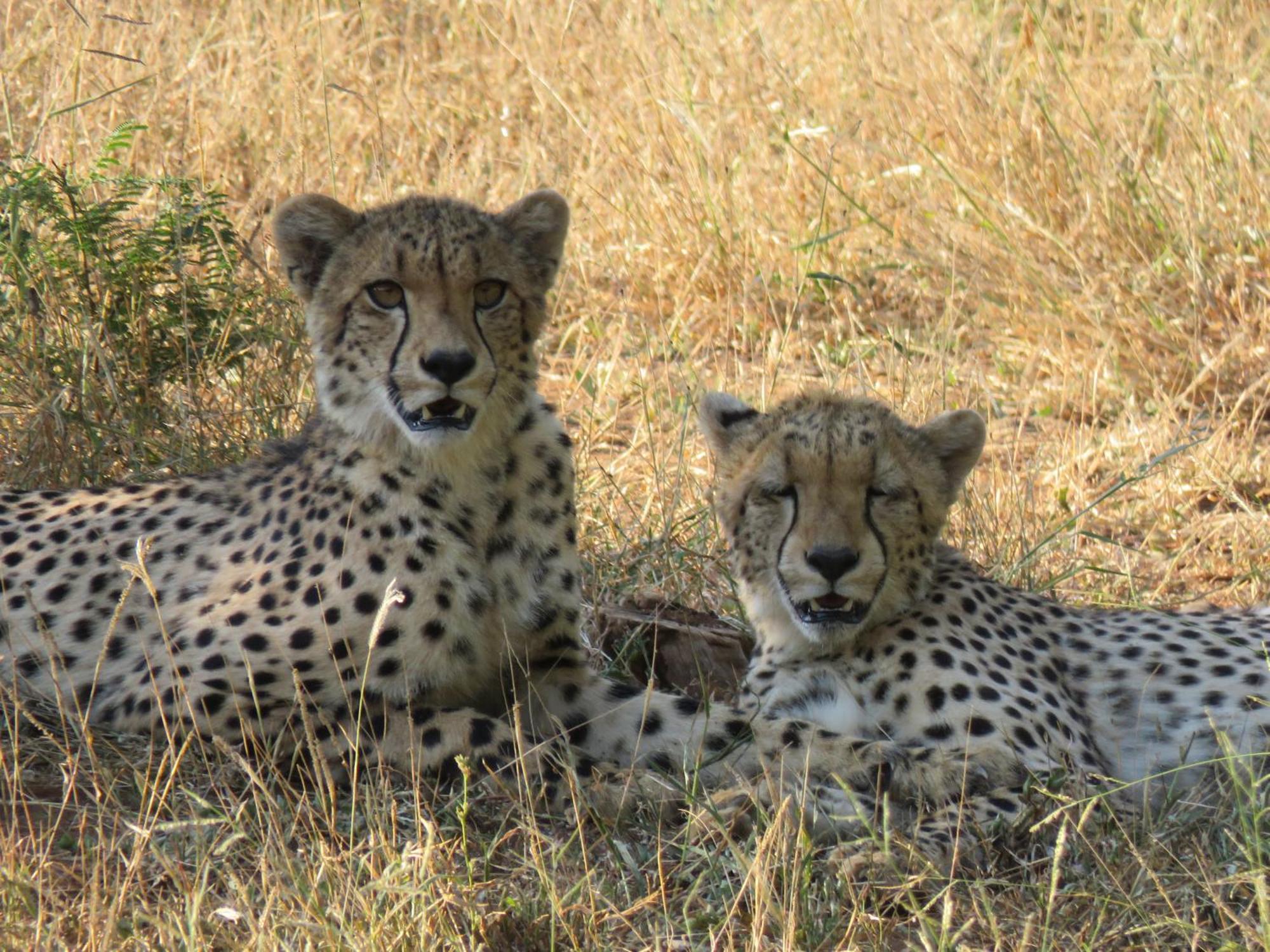 Sable Creek Safari Lodge Tzaneen Exteriér fotografie